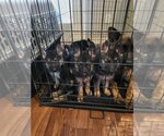 Small Photo #3 German Shepherd Dog Puppy For Sale in Des Moines, IA, USA