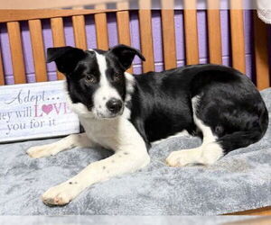 Border Collie-Unknown Mix Dogs for adoption in Genesee, WI, USA