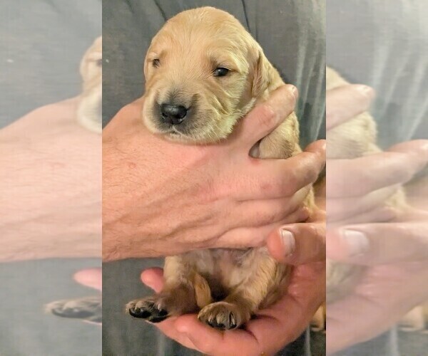 Medium Photo #2 Golden Retriever Puppy For Sale in PAMPLIN, VA, USA