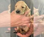 Small #1 Golden Retriever