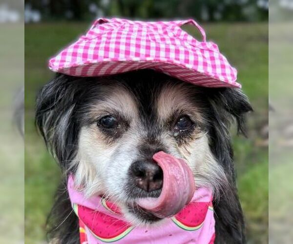 Medium Photo #3 Cocker Spaniel-Pembroke Welsh Corgi Mix Puppy For Sale in Arlington, VA, USA