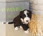 Small Photo #6 Bernedoodle (Miniature) Puppy For Sale in DANVILLE, IN, USA