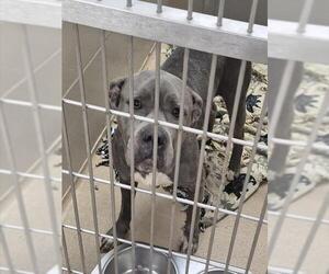 Mutt Dogs for adoption in Decatur, IL, USA