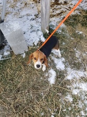 Beagle Harrier Puppy for sale in LEBANON, IN, USA