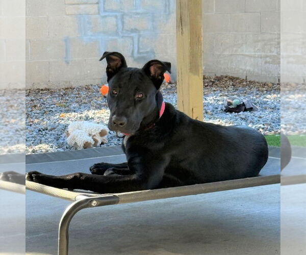 Medium Photo #3 Mutt Puppy For Sale in Oceanside, CA, USA