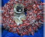 Small Photo #4 Shiba Inu Puppy For Sale in NORWOOD, MO, USA