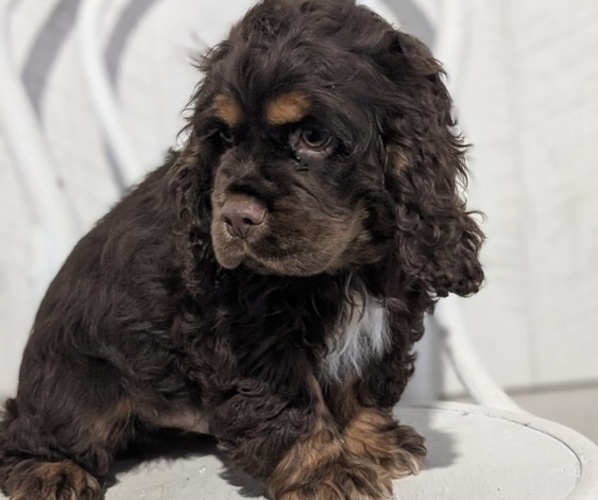 Medium Photo #3 Cocker Spaniel Puppy For Sale in GOSHEN, IN, USA