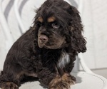 Small #2 Cocker Spaniel