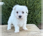 Small #2 Maltese