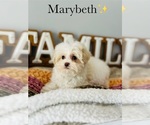 Small Photo #12 Maltipoo Puppy For Sale in MURFREESBORO, TN, USA