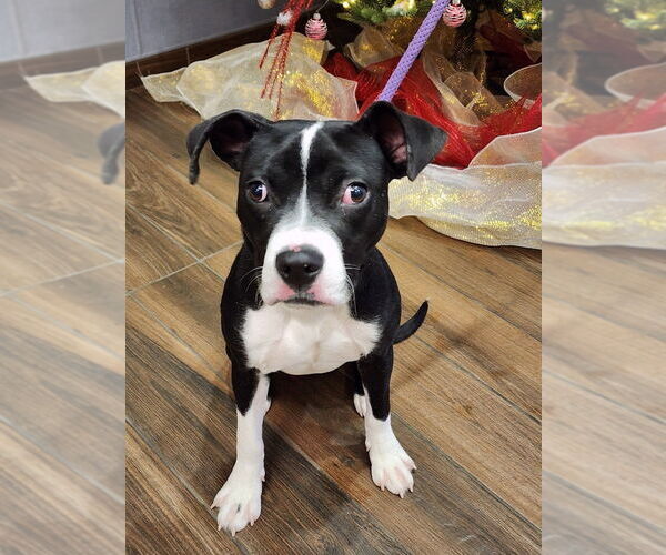 Medium Photo #1 Mutt Puppy For Sale in Hilton Head, SC, USA