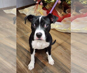 Mutt Dogs for adoption in Hilton Head, SC, USA