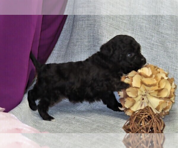Medium Photo #7 Poodle (Miniature) Puppy For Sale in MEMPHIS, MO, USA