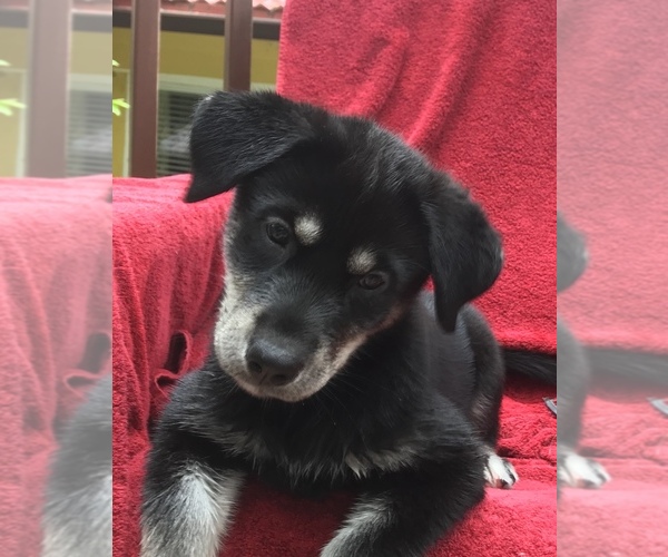 Medium Photo #1 Labrador Retriever-Siberian Husky Mix Puppy For Sale in GAINESVILLE, FL, USA