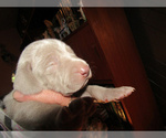 Puppy Dexter Weimaraner