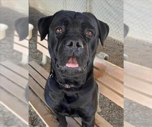 Mutt Dogs for adoption in Woodland, CA, USA