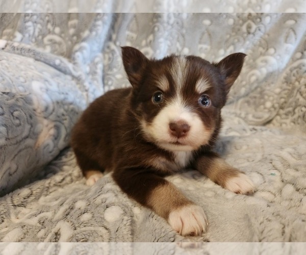 Medium Photo #28 Pomsky Puppy For Sale in DALLAS, NC, USA