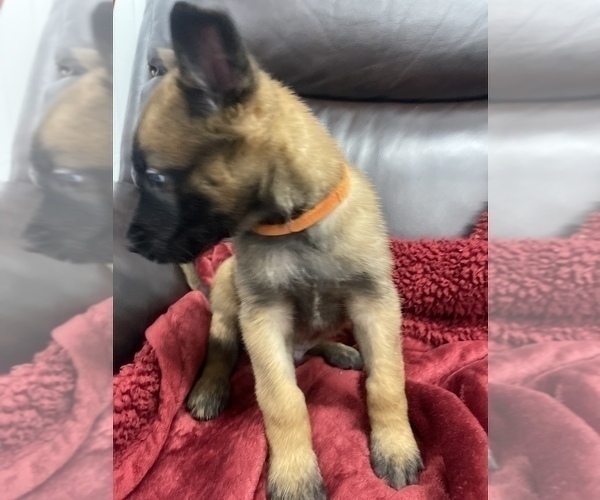 Medium Photo #19 Belgian Malinois Puppy For Sale in REESEVILLE, WI, USA