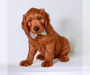 Goldendoodle Puppy for sale in ORANGE PARK, FL, USA