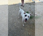 Small #2 American Pit Bull Terrier-Argentinian Mastiff Mix
