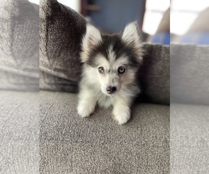 Pomsky Puppy for sale in MIDLOTHIAN, IL, USA
