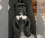 Small Photo #6 Cane Corso Puppy For Sale in ARDEN, NC, USA