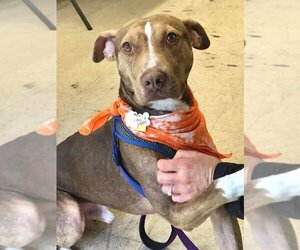 BamBam *Adopt or Foster* - Male Catahoula Leopard Dog-Unknown Mix Dog for Adoption - Photo #5