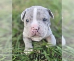 Small #6 American Bully