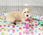 Small #9 Schnoodle (Miniature)