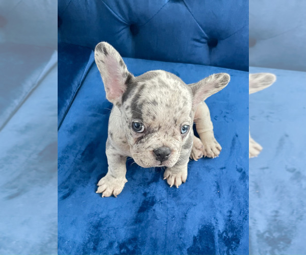 Medium Photo #38 French Bulldog Puppy For Sale in SCREVEN, GA, USA