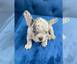 Small Photo #38 French Bulldog Puppy For Sale in SCREVEN, GA, USA