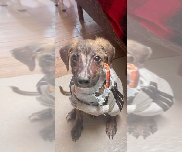 Medium Photo #8 Dutch Shepherd -Unknown Mix Puppy For Sale in Escondido, CA, USA