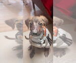 Small #7 Dutch Shepherd  Mix