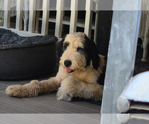 Medium Photo #1 Old English Sheepdog-Unknown Mix Puppy For Sale in Paso Robles, CA, USA