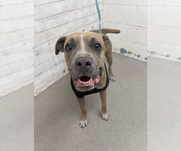 Medium Photo #1 Mutt Puppy For Sale in San Bernardino, CA, USA