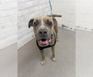 Mutt Dogs for adoption in San Bernardino, CA, USA