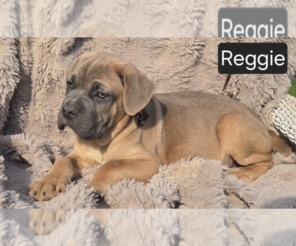 Medium Photo #2 Cane Corso Puppy For Sale in MINERAL WELLS, WV, USA