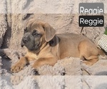 Small #1 Cane Corso