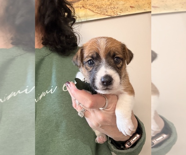 Medium Photo #1 Jack Russell Terrier Puppy For Sale in FREEMAN, MO, USA