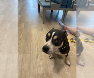 Mutt Dogs for adoption in Pearland, TX, USA