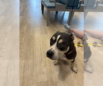 Small Mutt