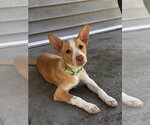 Small #2 Basenji-Labrador Retriever Mix