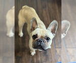 Small #2 French Bulldog
