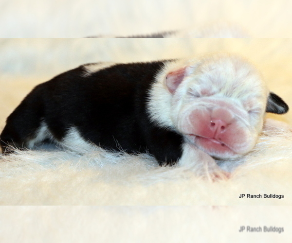 Medium Photo #2 English Bulldog Puppy For Sale in WINNSBORO, TX, USA
