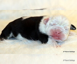 Small Photo #2 English Bulldog Puppy For Sale in WINNSBORO, TX, USA