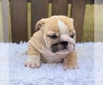 Small Photo #2 Bulldog Puppy For Sale in ATL, GA, USA