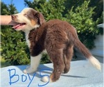Litter of 7 - Male(s) and Female(s) Australian ShepherdLitter of Puppies for Sale - Photo #12