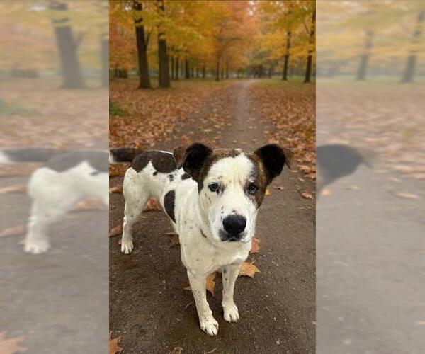 Medium Photo #1 Saint Bernard-Unknown Mix Puppy For Sale in HESPERIA, CA, USA