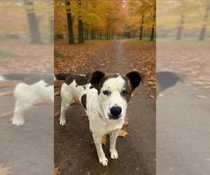 Saint Bernard-Unknown Mix Dogs for adoption in HESPERIA, CA, USA