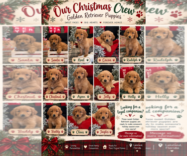 Medium Photo #1 Golden Retriever Puppy For Sale in LAKELAND, FL, USA